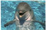 dauphin de marineland